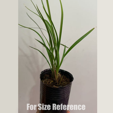 [Bare-root]Cym. goeringii Tian-Peng-Mu-Dan 春蘭天蓬牡丹 [In stock]