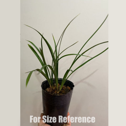 [Bare-root]Cym. goeringii Cui-Yi-Pin 春蘭翠一品[In stock]