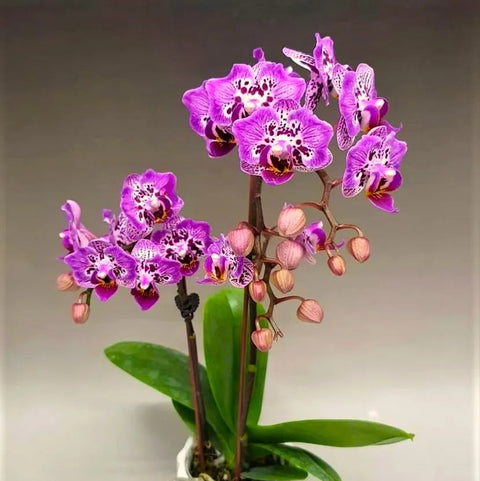 PF Cranberry