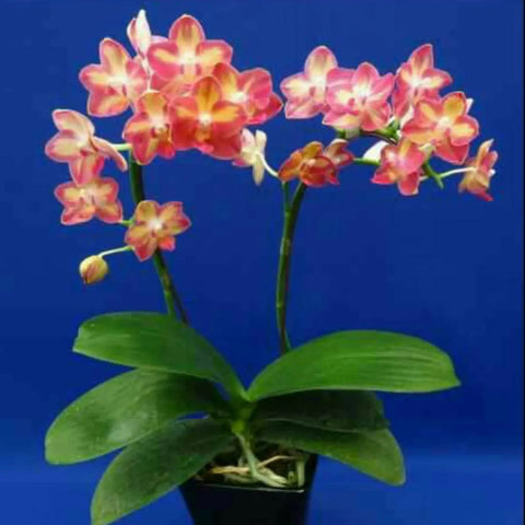 [Bare-root][Import AS-IS] #PA# Phal. PF Love Star (PF-4015) [1.7" NBS][Oct Preorder 26]