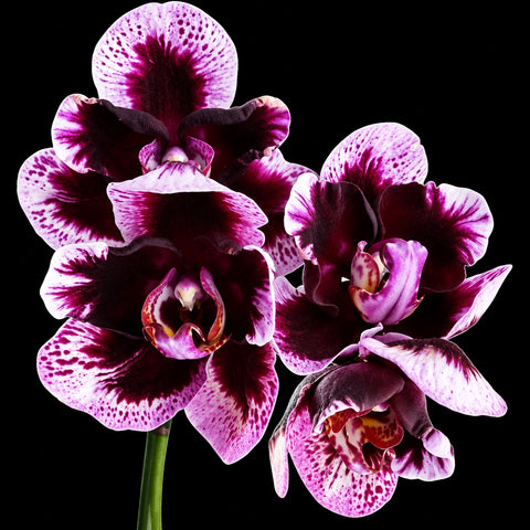 PF Magic Purple