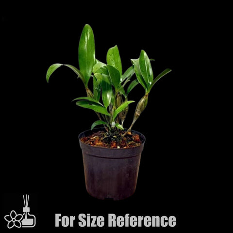 [Bare-root] Dendrobium farmeri f. aureoflavum 黄法式石斛 [Jan preorder 26]