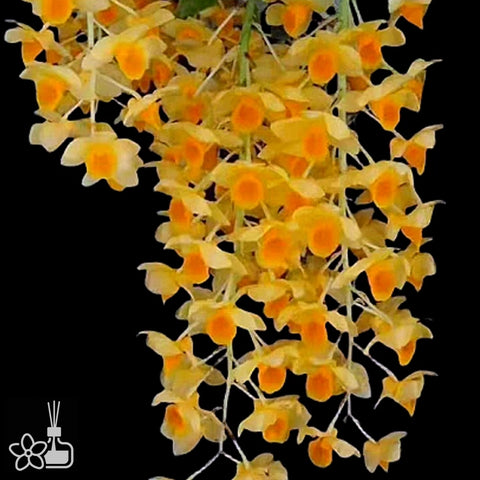 [Bare-root] Dendrobium farmeri f. aureoflavum 黄法式石斛 [Jan preorder 26]