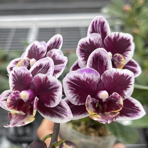 [Bare-Root] Phal. Miki Black Angel  美琪黑天使 '[Aug in Stock]