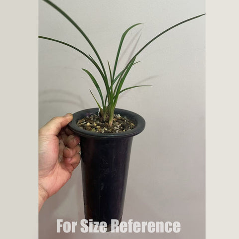 [Bare-root]Cym. goeringii Xi-Shen-Mei 春蘭西神梅 [In stock]