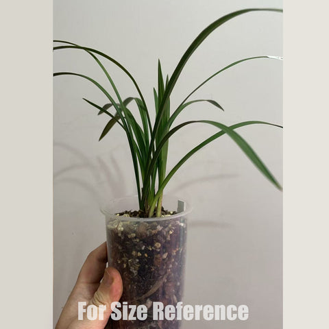 [Bare-root]Cym. goeringii  He-Shi 春蘭鶴市[Jan In stock]