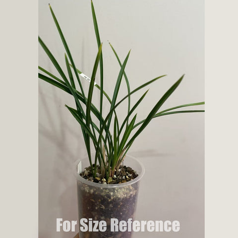 [Bare-root]Cym. goeringii Hei-Mao-Rui-Die 春蘭黑貓蕊蝶 [Jan in stock]