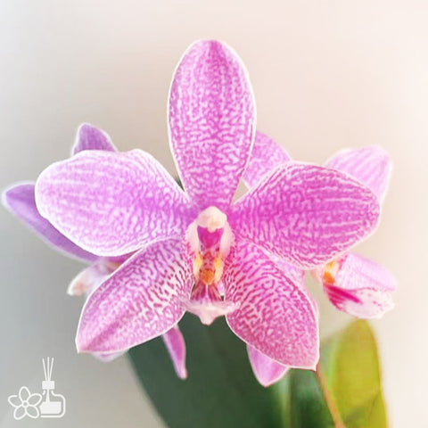 [Potted] Phal. Tetraschiller (schilleriana X tetraspis 'blue‘ ) 西雷利x藍盾 [Jan in Stock]