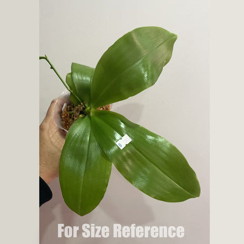 [Bare-root]Phal.speciosa coffee'xPhal.bellina f coerulea 咖啡盾 x 藍貝[Jan in stock]