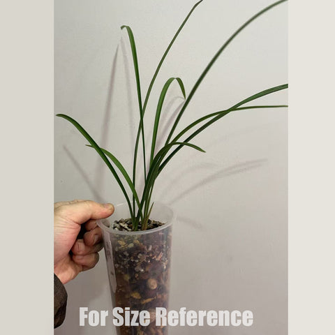 [Bare-root]Cym. goeringii YU-CHAN 春蘭玉蟾 [Jan in stock]