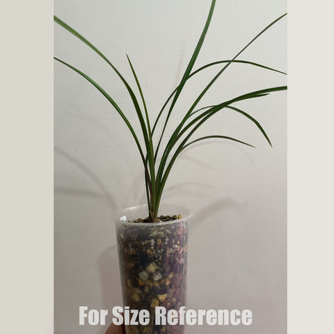 [Bare-root]Cym. goeringii LIU-SAN-HONG 春蘭劉三紅 [Jan in stock]