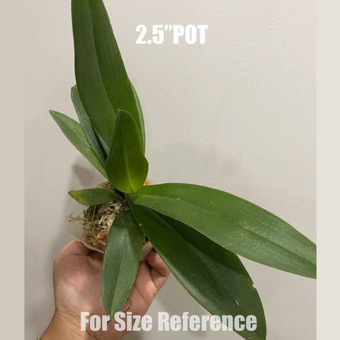 [Bare-root]Phal. Hatuyuki 'Nagoriyuki'殘雪 [Aug in stock]