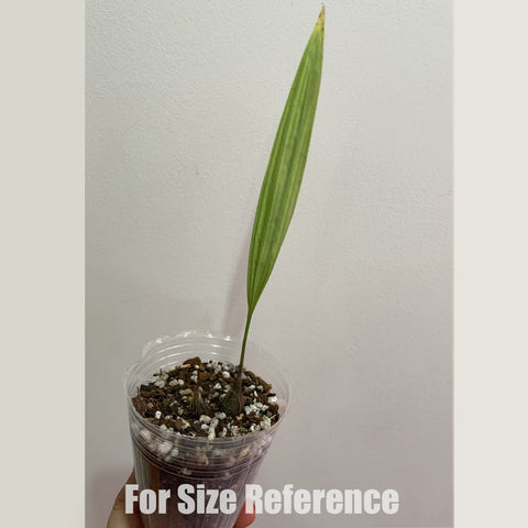 [Bulb]Ania hongkongensis 香港安蘭  [Jan in Stock]