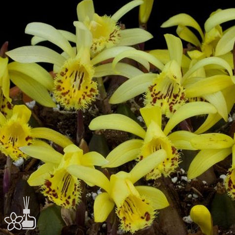 [Bulb] Pleione forrestii 黃花獨蒜蘭 [Jan in stock]