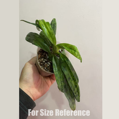[Bare-root]Paph appletonianum xsib 卷萼兜蘭 BS [Jan in stock]