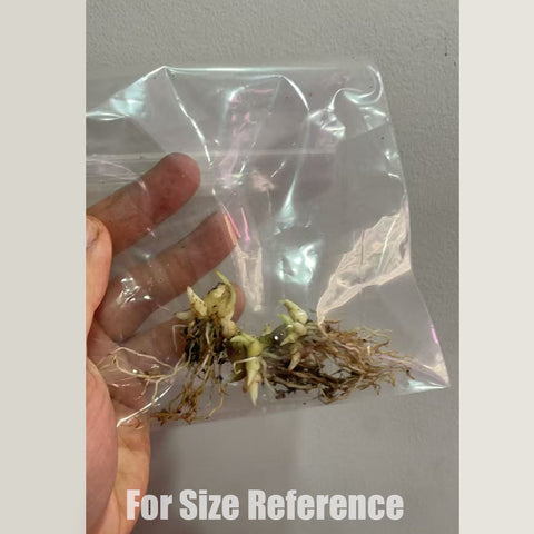 [Bulb]Ledebouria cooperi 縞蔓穗油點百合 [Jan in Stock]