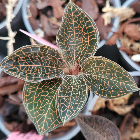 [Bare-root] A. roxburghii hayata 'Hong Sia' 紅霞寶石蘭[Jan in stock]