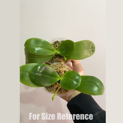 法爾。 hieroglyphica × sib 象形文字蝴蝶蘭兄弟交通