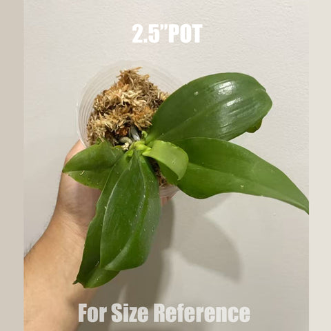 [Bare-root]Phal. Lyndon Gold Ring 林登戒指 [Aug in Stock]