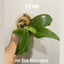 [Bare-root] Phal. Lyndon Gold Ring 林登戒指 [May in Stock]