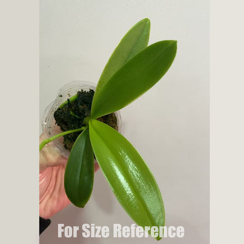 [Potted] Phal. intermedia 'Yellow Lip' 黃唇美蒂亞 [Jan in stock]