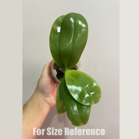 法爾。 Meidarland Kaiulani '685' 凱烏蘭妮 '685'