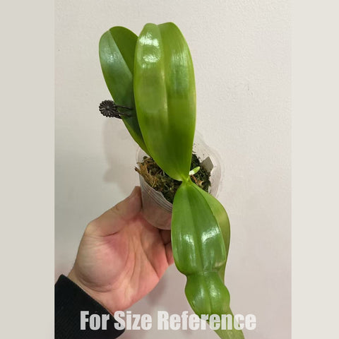 [Rooted]Phal. MS Blue Sparrow x Phal. MS Blue Tint  [Jan in stock]