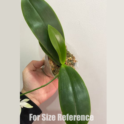 法爾。 speciosa "Mauve" 罩花蝴蝶“芋頭色”