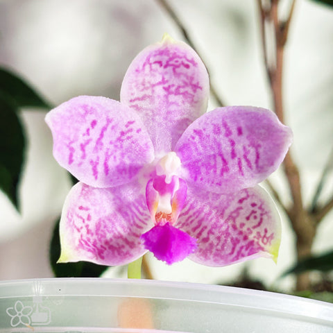 [Rooted]Phal. Cherry Tetraspis 櫻花盾 [Jan in stock]