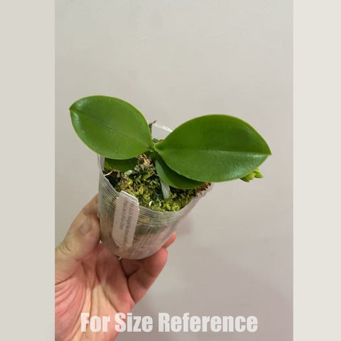 [Rooted]Phal. Cherry Tetraspis 櫻花盾 [Jan in stock]