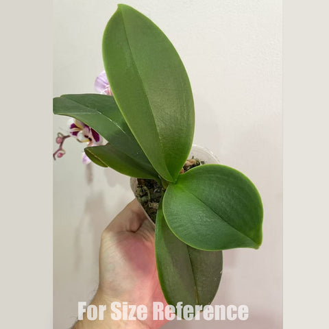 [AS-IS] Phal. Stained Glass [Jan in stock]