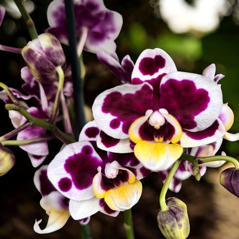 [AS-IS] Phal. Stained Glass [Jan in stock]