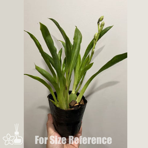 法爾。 speciosa "Mauve" 罩花蝴蝶“芋頭色”