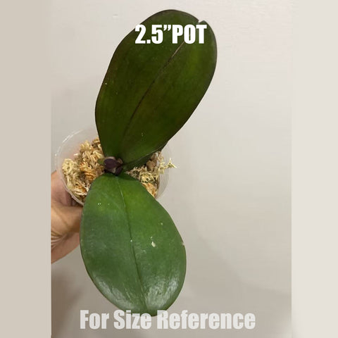 [Bare-root]Phal. Ox Black Face 絲絨紅天鵝 [Aug in Stock]