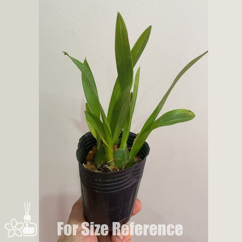 [Bare-root] #Twinkle# Onc.CT Chiou-Pin 'Hanabi' 夢香蘭七彩錦鯉 [Nov Preorder]