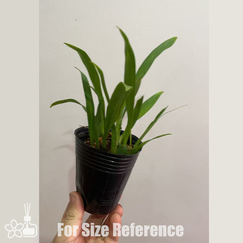 [Bare-root] #Twinkle# Onc. Misaki Twinkle 'CT-red fantasy' 夢香蘭滿堂紅 [Jan in stock]