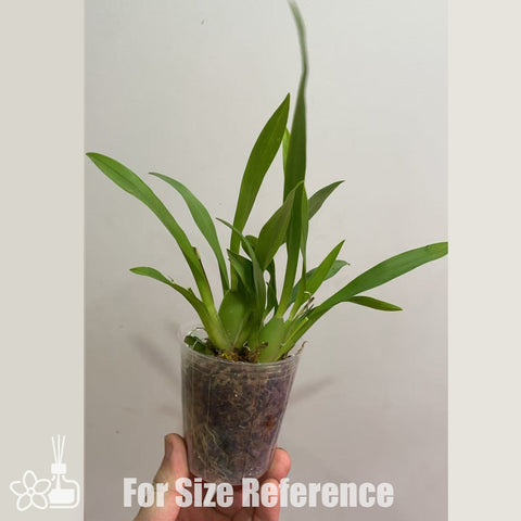 [Bare-root] #Twinkle# Oncidium Twinkle 'yellow Bird' 夢香蘭黃鳥 [Jan in stock]