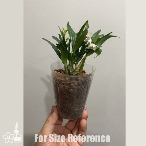 [Bare-root] Den. kingianum "silcockii" 白色澳洲香水石斛 [Jan in stock]