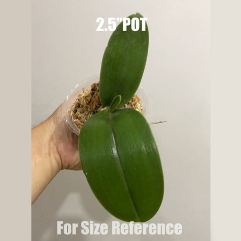 [Bare-root]Phal Talin Lion 塔林獅子 [Aug in Stock]