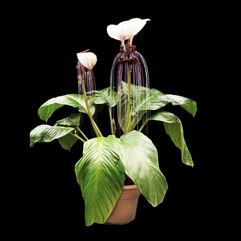 [Rooted]Tacca integrifolia 白蝙蝠 [In stock]