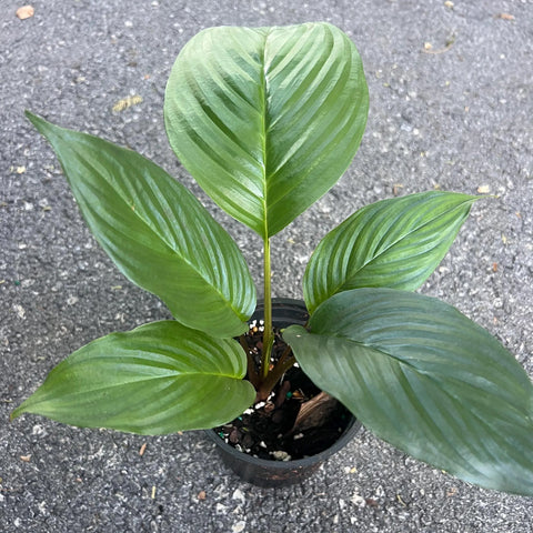 [Rooted]Tacca chantrieri 黑蝙蝠 [In stock]