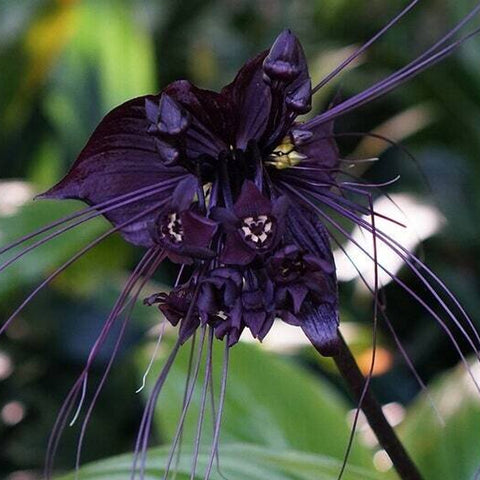 [Rooted]Tacca chantrieri 黑蝙蝠 [In stock]
