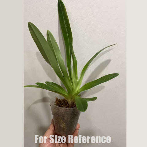 [Bare-root]Paph. villosum xsib 紫毛兜蘭 (BS) [Jan in Stock]