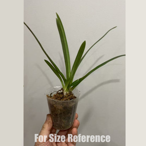 [Bare-root] Paph. henryanum × sib 亨利 [Jan in stock]