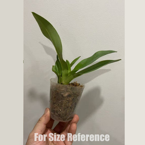 [Bare-root] Paph. Red Meatloaf 紅肉餅 (BS) [Jan in stock]