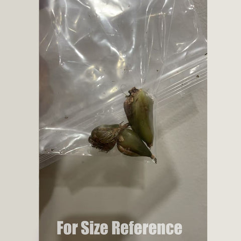 [Bulb] Pleione forrestii 黃花獨蒜蘭 [Jan in stock]