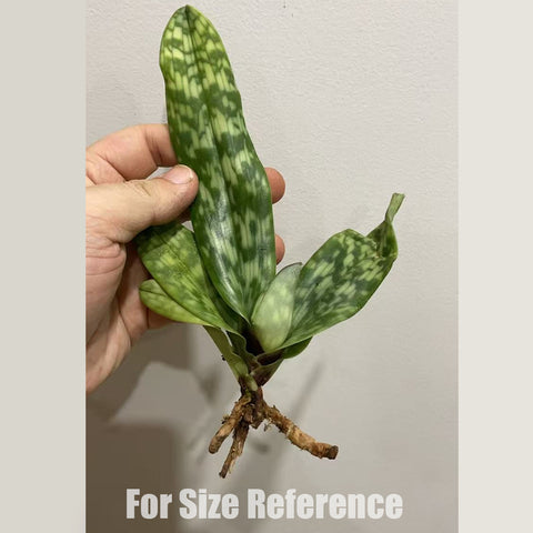 [AS-IS] Paph. Red Maudiae 紅魔帝 (NBS) [Jan in Stock]