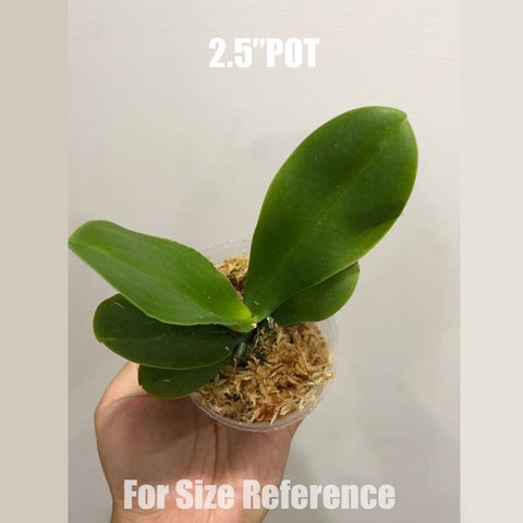 [Bare-root]Phal. Tying Shin Black Bear 小紅魚五花肉 [Aug in Stock]