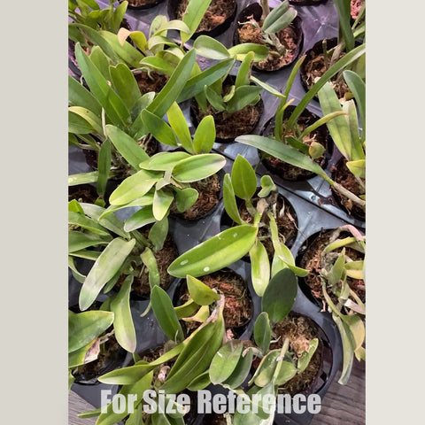 [Bare-root]#Blind Box# Mini Cattleya [In stock]