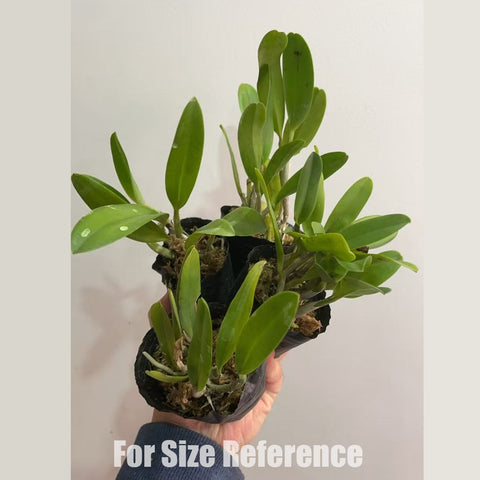 [Bare-root]#Blind Box# Mini Cattleya [In stock]